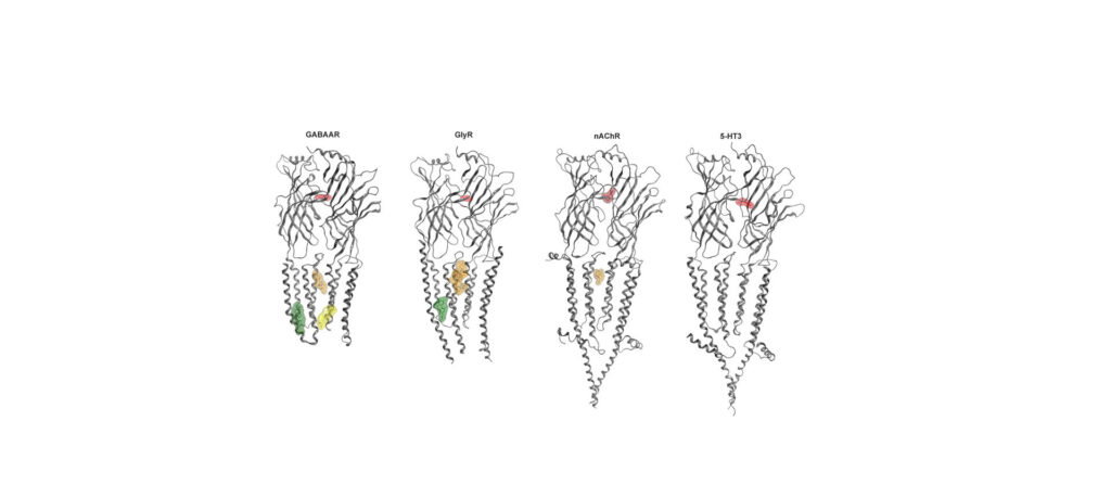 Cys-Loop-Receptors-Cannabinoids